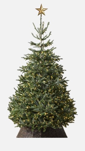 Nordmann fir christmas - 7'ft, bh