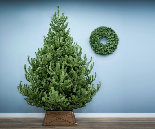 Christmas tree world - christmas, |