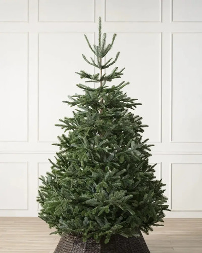 Balsam hill christmas - balsam,